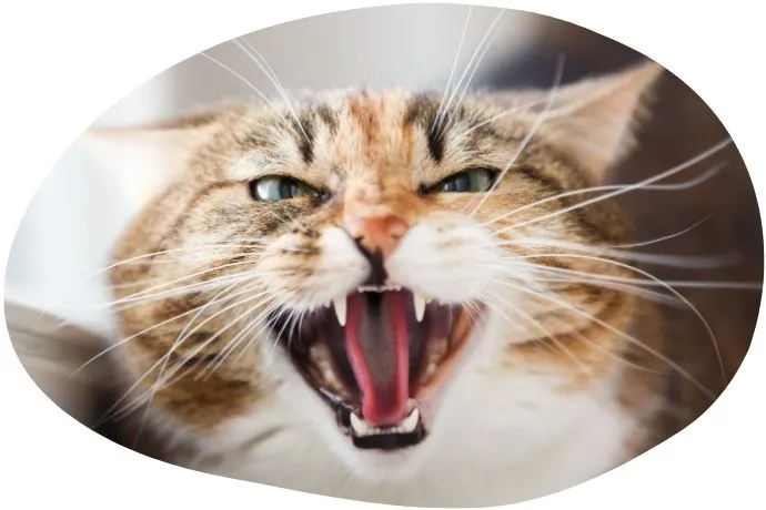 Formation ACACED 100% en ligne - module 6 : comportement