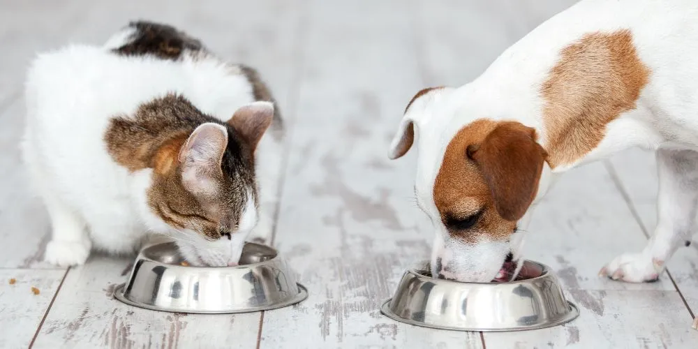 Comment bien choisir l’alimentation de son chat ou chien ?