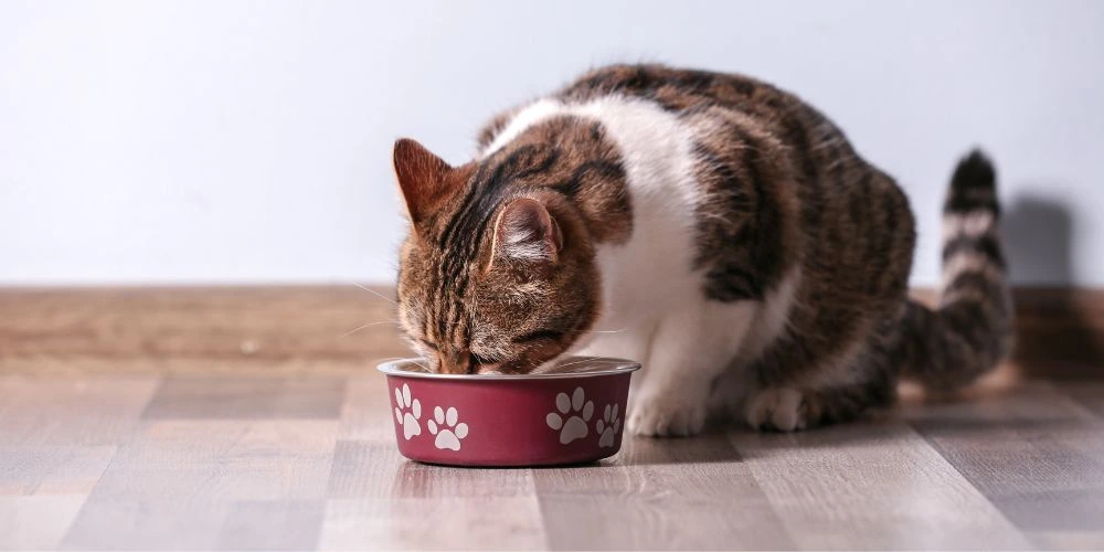 Comment bien choisir l’alimentation de son chat