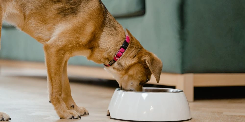 Comment bien choisir l’alimentation de son chien