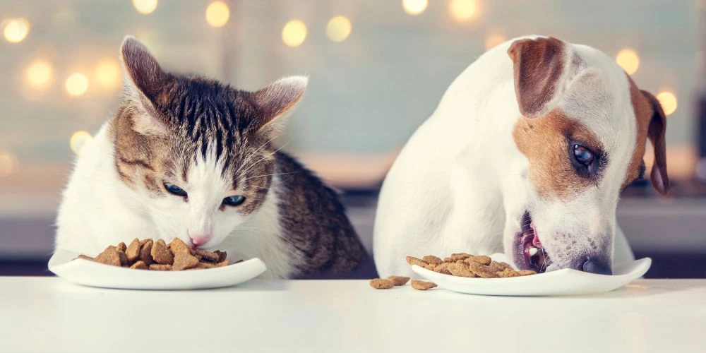 Comment bien choisir l’alimentation de son chat ou chien ?