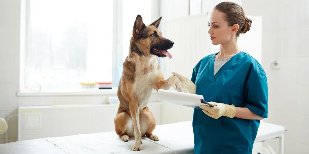 Comment concilier travail et formation pour devenir auxiliaire vétérinaire ?