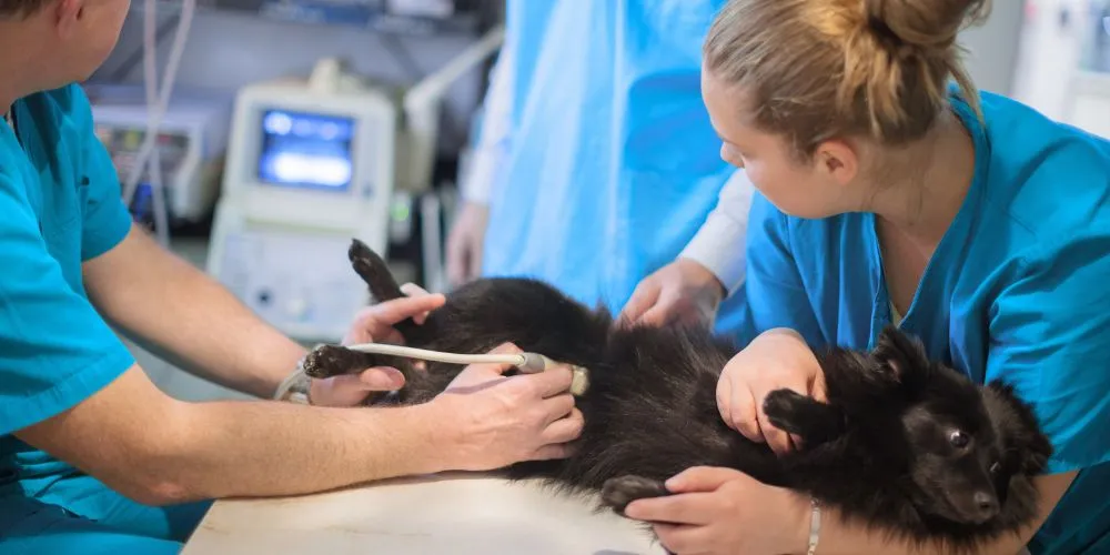 L'importance de l'ASV dans la clinique vétérinaire