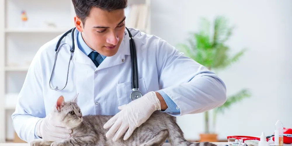 La place des médecines alternatives en soins vétérinaires : limites