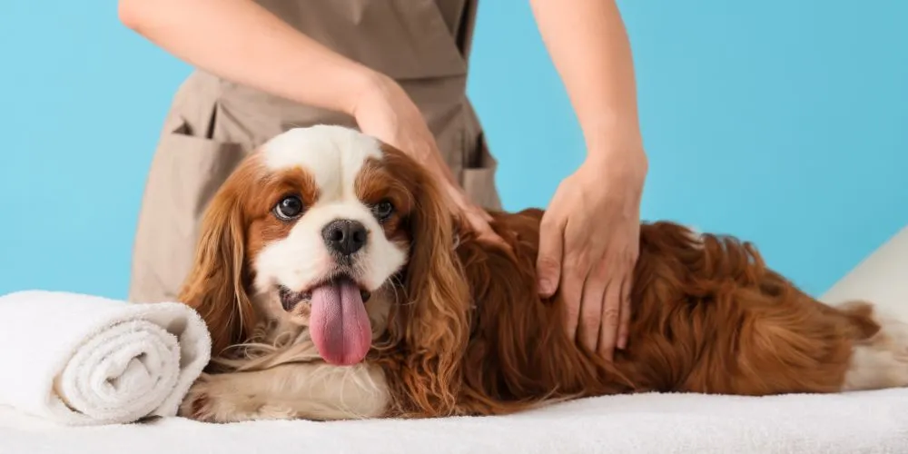 La place des médecines alternatives en soins vétérinaires : ostéopathie