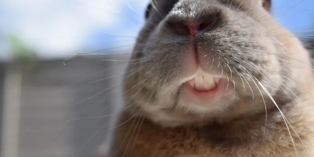 Les maladies les plus courantes chez les NAC : lapin