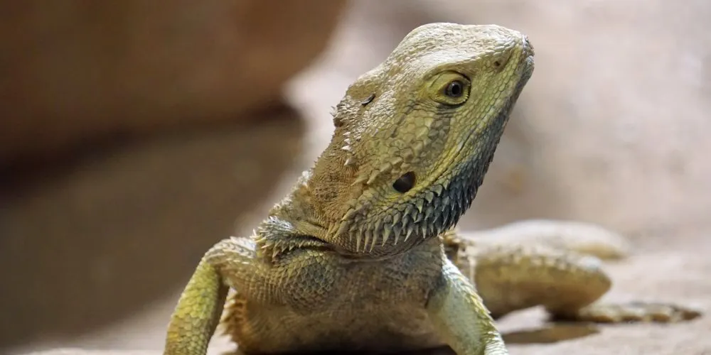 Les maladies les plus courantes chez les NAC : reptile