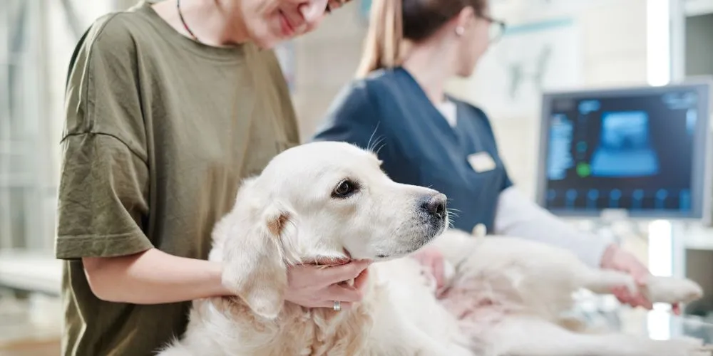 Comment bien préparer son animal avant une visite chez le vétérinaire ? Clamer son animal pendant la consultation