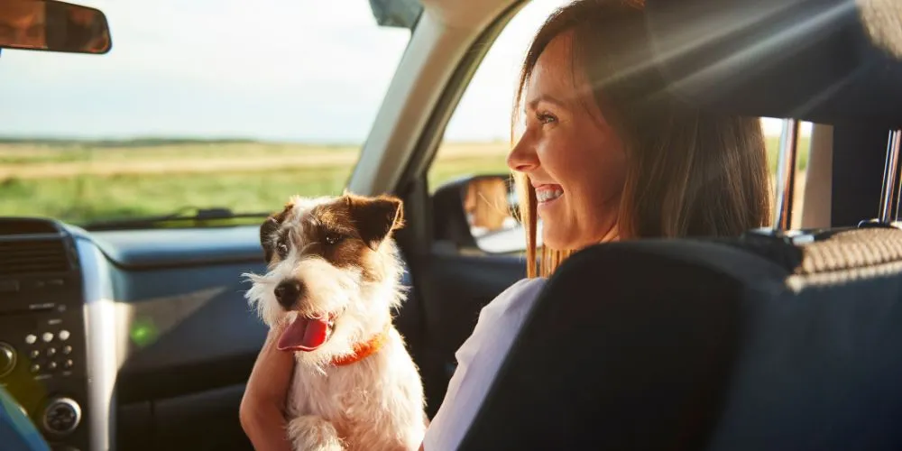 Comment bien préparer son animal avant une visite chez le vétérinaire ? Le transport