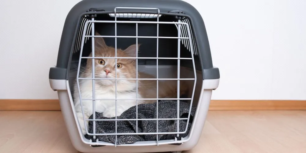 Comment bien préparer son animal avant une visite chez le vétérinaire ? Le transport