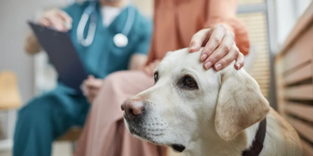 Comment bien préparer son animal avant une visite chez le vétérinaire ?