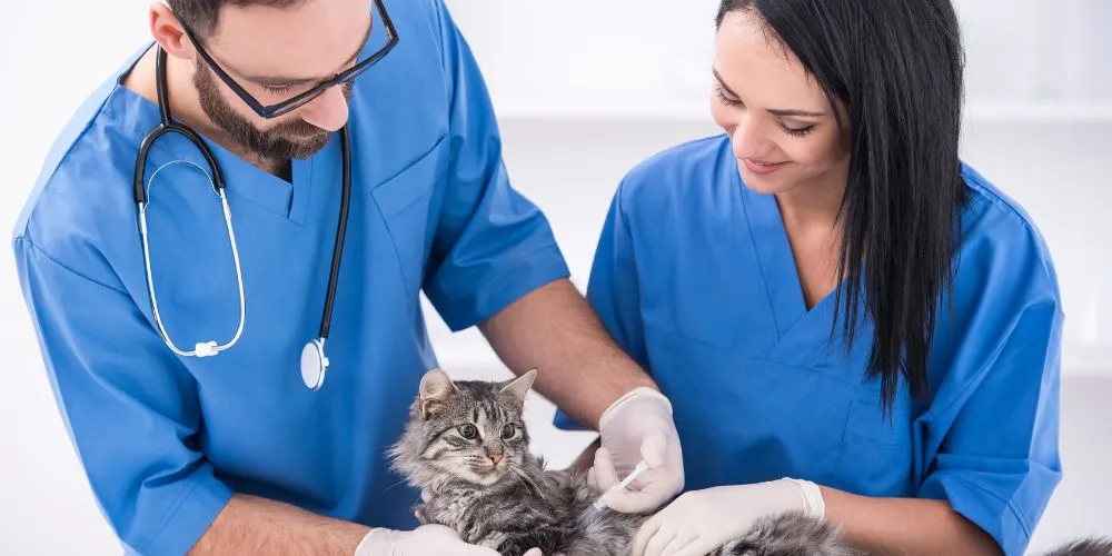 L'importance de l'ASV dans la clinique vétérinaire