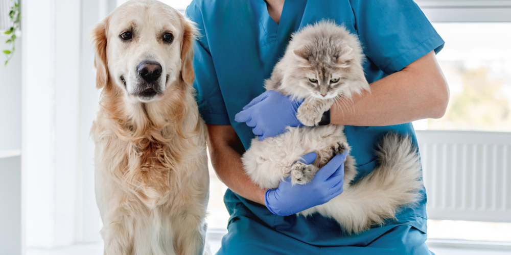 5 signes que le métier d’auxiliaire vétérinaire est fait pour vous