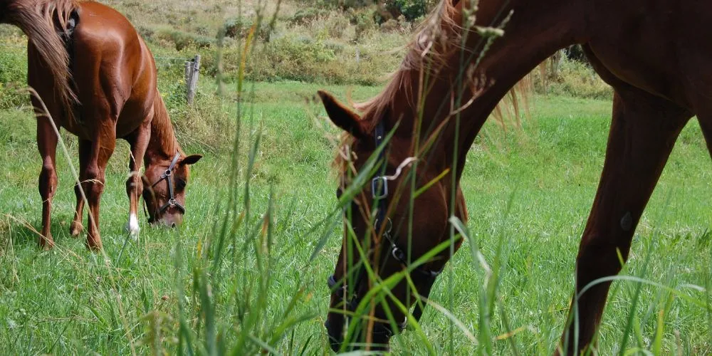 Bien accompagner son cheval senior : interactions avec les congénères