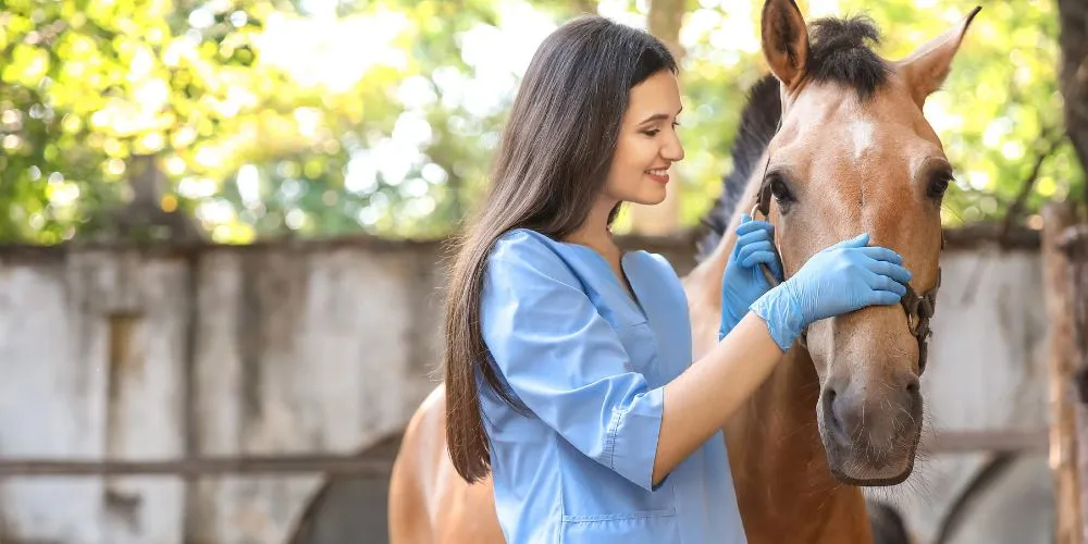 Bien accompagner son cheval senior : soins