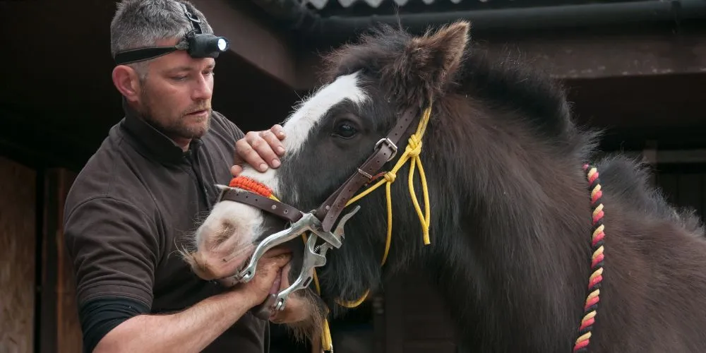 Bien accompagner son cheval senior : dentiste