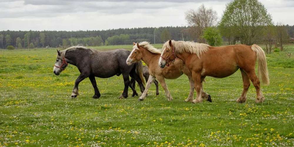 Bien accompagner son cheval senior