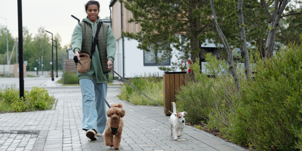 Formation ACACED pour devenir dog-walker