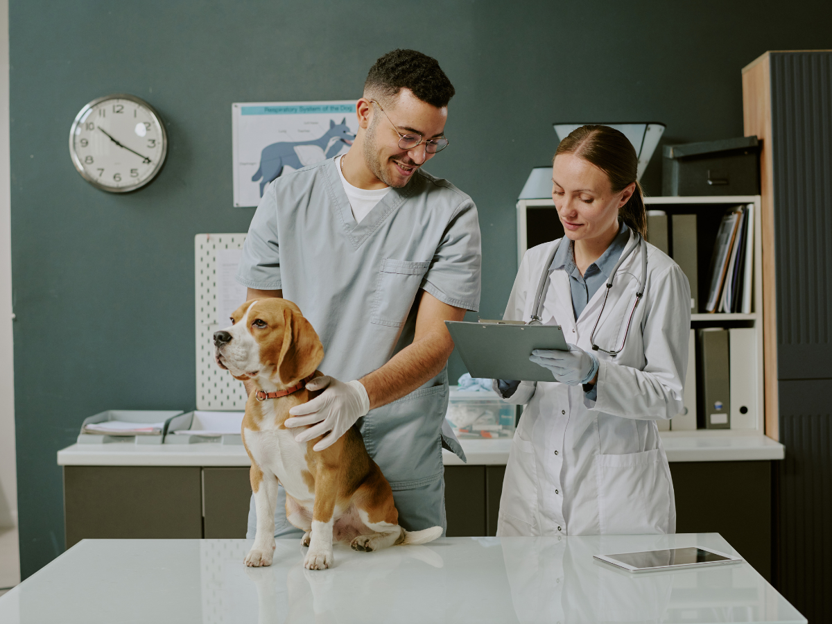 Donner un sens à votre passion : L'importance de se former pour travailler avec les animaux