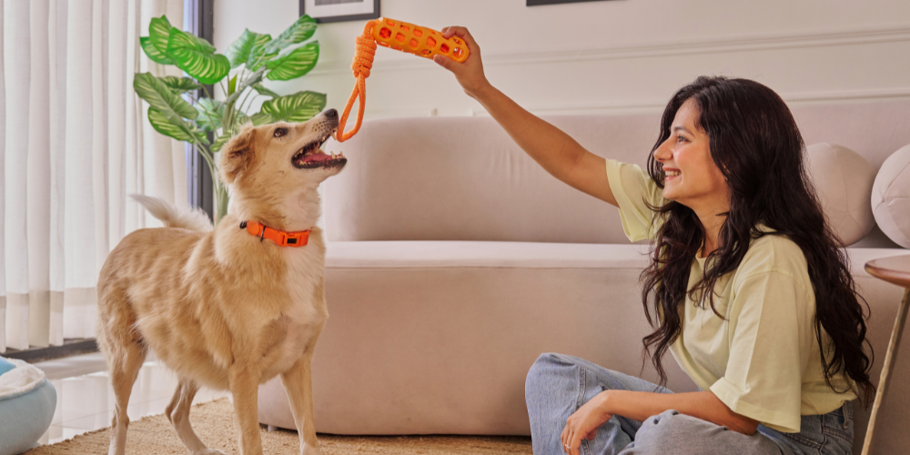 Faut-il avoir une formation pour devenir pet-sitter ou dog-walker ?