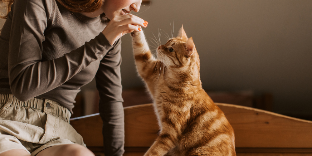 Formation ACACED pour devenir pet-sitter