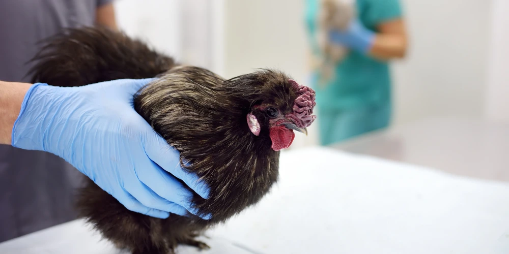 formation complémentaire NAC