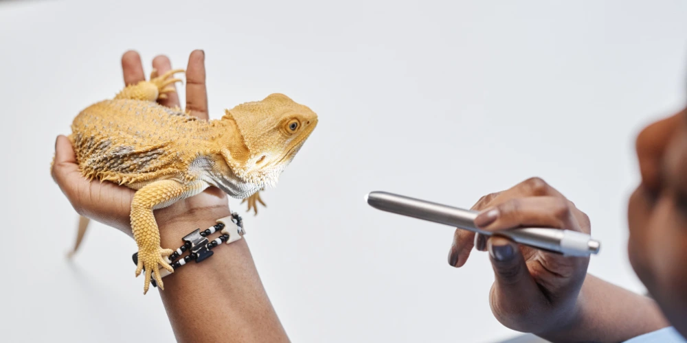 Les animaux insolites que l’on peut rencontrer en clinique vétérinaire