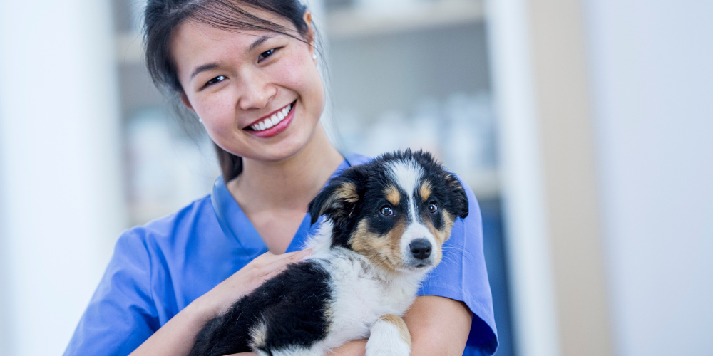 5 signes que le métier d’auxiliaire vétérinaire est fait pour vous : passion des animaux