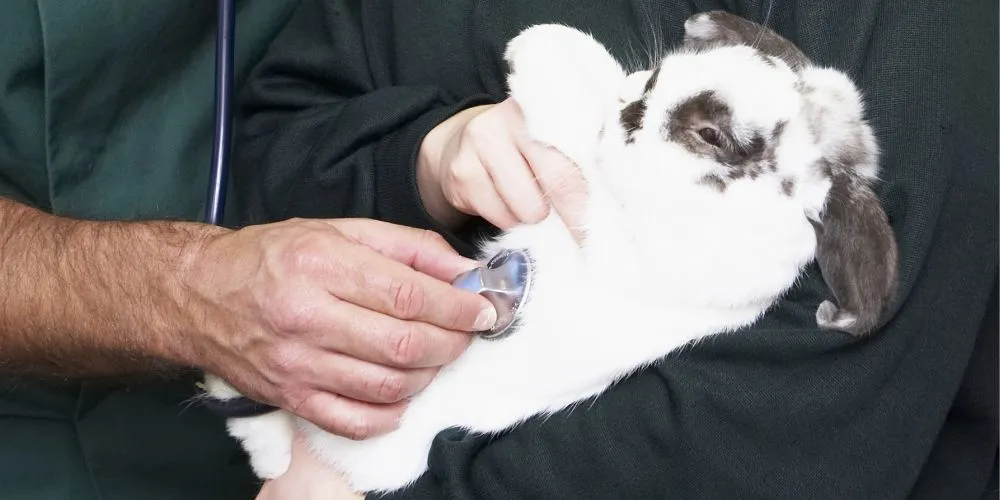 Signaux d’alerte chez le lapin