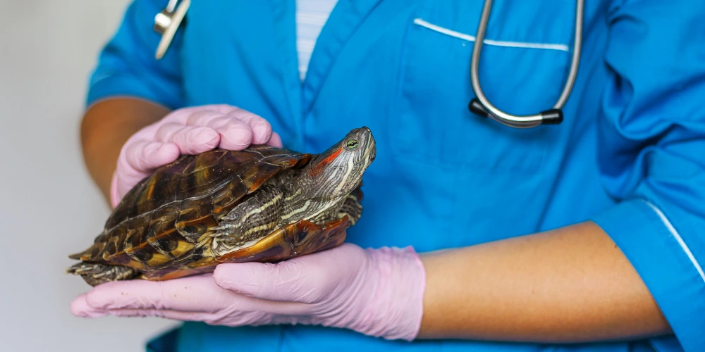 Les animaux insolites que l’on peut rencontrer en clinique vétérinaire