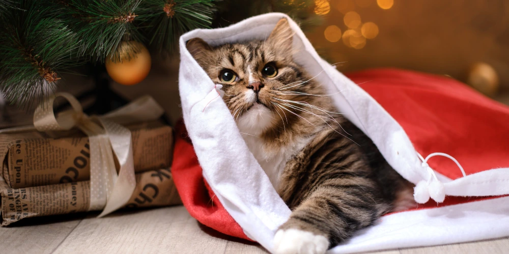 Animaux et fêtes de fin d’année : comment les protéger