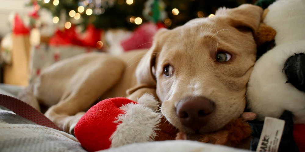 Animaux et fêtes de fin d’année : comment les protéger et gérer leur stress