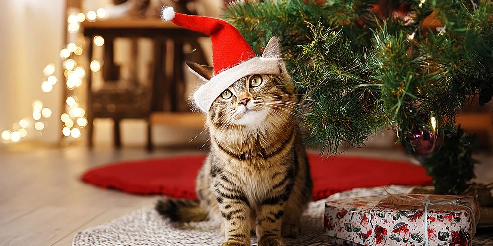 Animaux et fêtes de fin d’année : comment les protéger… sans gâcher la magie