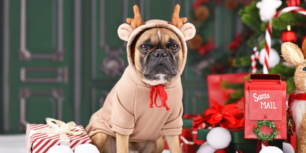 Le sapin de Noël : un décor féerique… mais pas toujours sans danger pour les animaux
