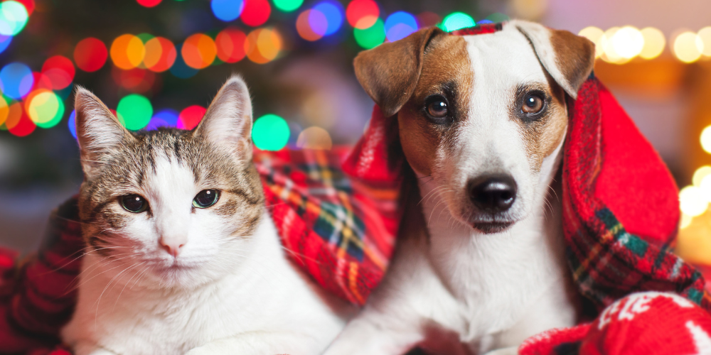 Animaux et fêtes de fin d’année