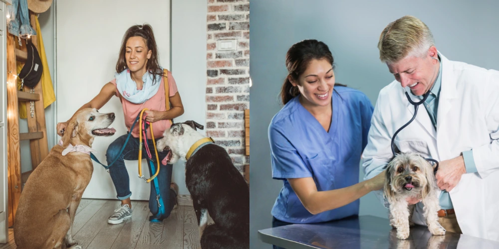 Quelle est la différence entre l’ACACED et une formation d’auxiliaire vétérinaire ?