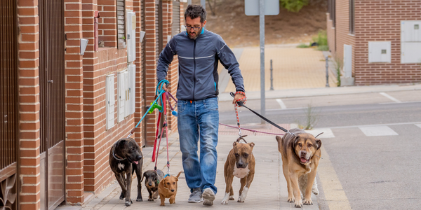 devenir-pet-sitter-vrai-metier-ou-complement-revenu métier de pet-sitter, pet sitter rémunération, vivre du pet-sitting, activité de pet-sitter, pet sitter auto-entrepreneur, garder des animaux à domicile