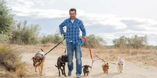 La formation ACACED en ligne est devenue incontournable pour quiconque souhaite exercer une activité professionnelle au contact des animaux de compagnie. Qu'il s'agisse d'ouvrir une pension, de travailler comme pet-sitter, de gérer un élevage ou d'accueillir des animaux en refuge, l'attestation ACACED est exigée par la loi depuis le 1er janvier 2016. Depuis le début de l'année 2025, un nouvel arrêté ministériel renforce encore ce cadre réglementaire. Comprendre ce que cette certification implique, comment elle s'obtient et ce qu'elle couvre concrètement permet d'aborder le parcours de formation avec les bons repères, sans perdre de temps sur des informations obsolètes ou inexactes.