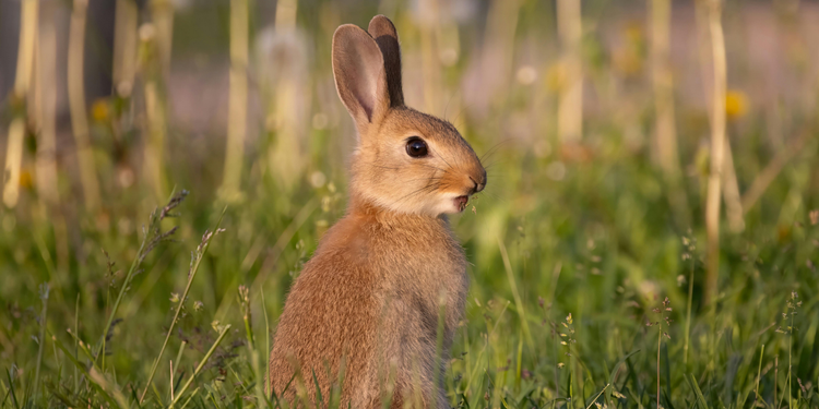 formation animaux sauvages, se former à la faune sauvage, soins faune sauvage auxiliaire vétérinaire, formation faune sauvage en ligne, prendre en charge un animal sauvage, formation complémentaire faune sauvage