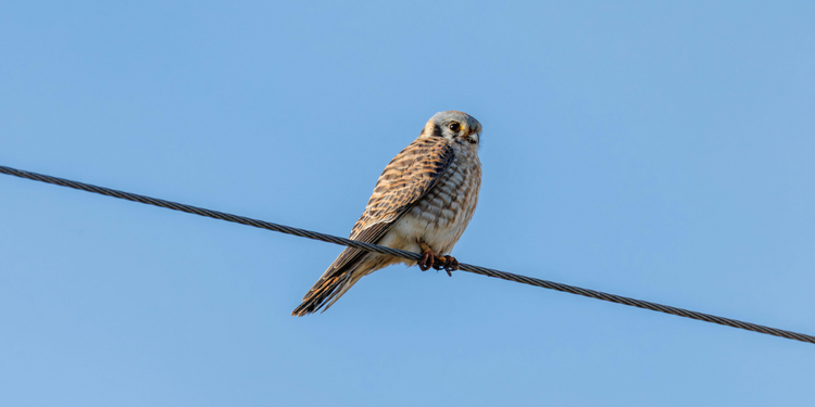 animaux sauvages urbains, biodiversité urbaine, cohabitation avec les animaux sauvages, espèces sauvages en milieu urbain, faune urbaine, protection de la faune sauvage