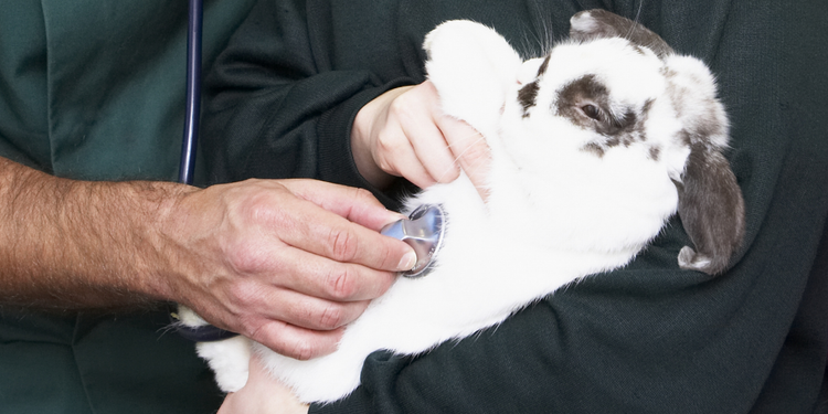Mal-être NAC : apprenez à repérer les signes discrets chez les nouveaux animaux de compagnie et à réagir avec méthode.