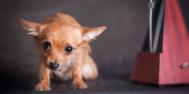 chat stressé vétérinaire, chien anxieux consultation, animal anxieux clinique vétérinaire, réduire stress animal vétérinaire, aider animal se détendre vétérinaire, animal stressé consultation