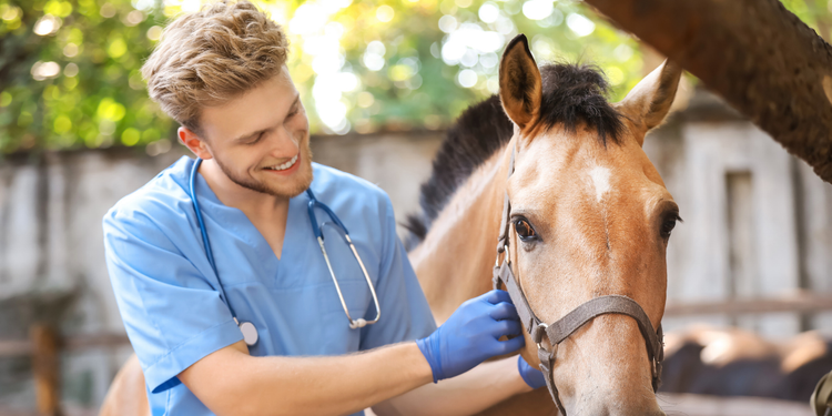 différences ASV équin généraliste, auxiliaire vétérinaire équin vs canin, ASV cheval vs ASV chien chat, spécificités ASV équin, comparer ASV équin généraliste, choisir entre ASV équin et ASV généraliste